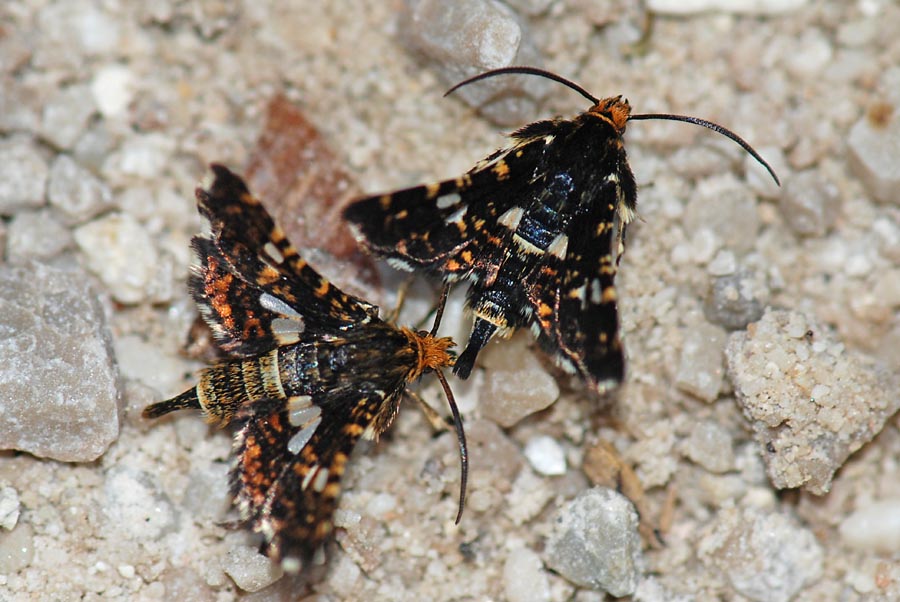 Thyris fenestrella, l''allegra compagnia